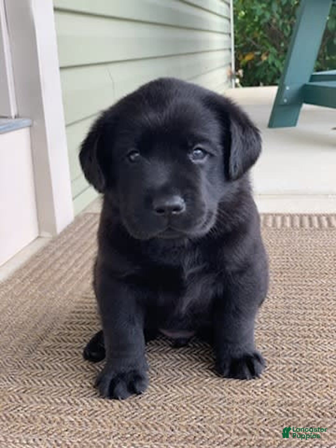Labrador Retriever dogs for sale: Ruger - Image 7