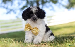 Miniature Poodle dogs for sale: Pepper - Image 5