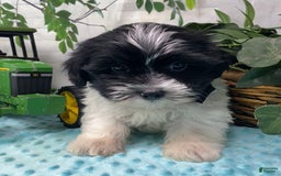 Shorkie dogs for sale: Little Milo - Image 11