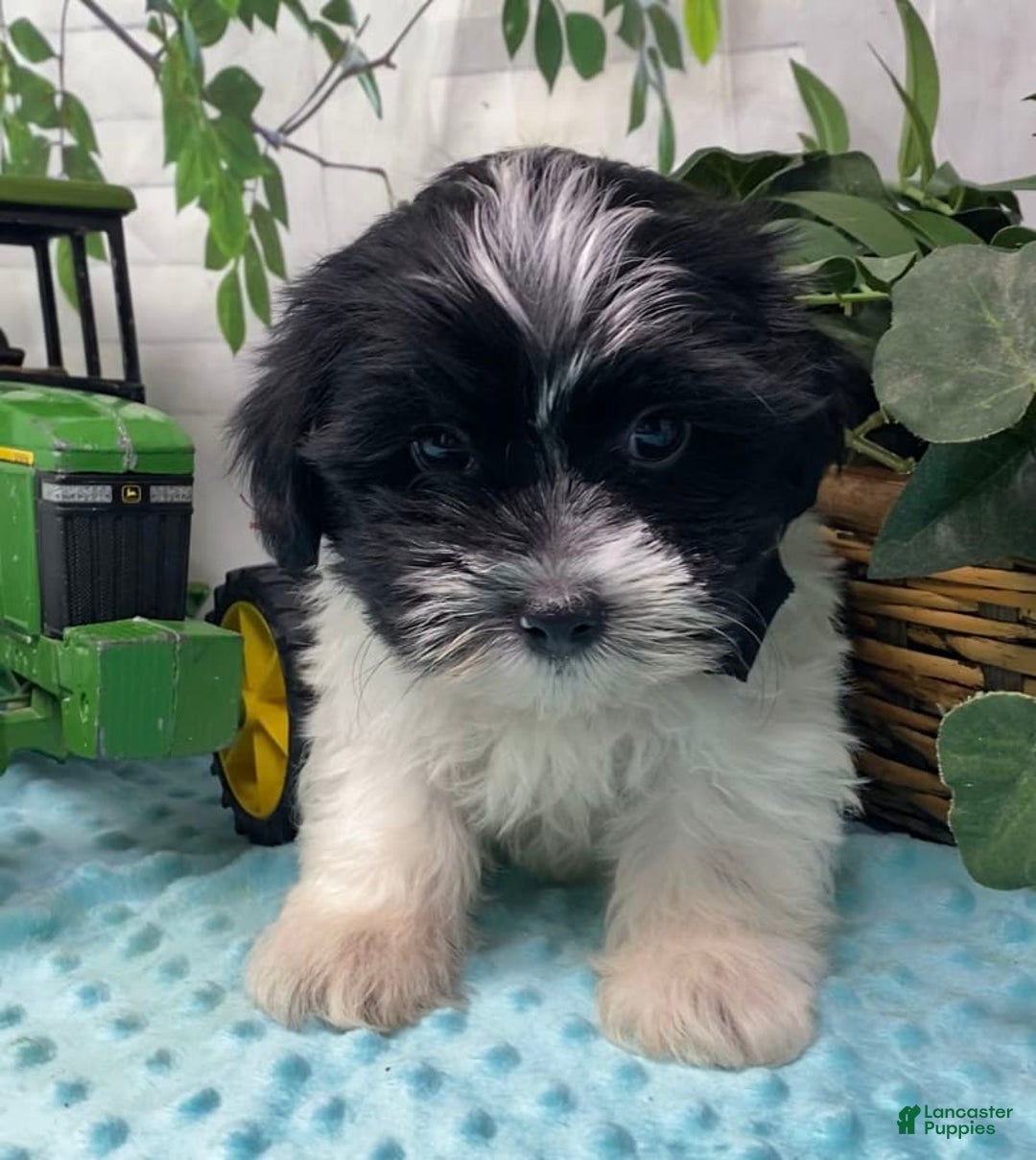 Shorkie dogs for sale: Little Milo - Image 11
