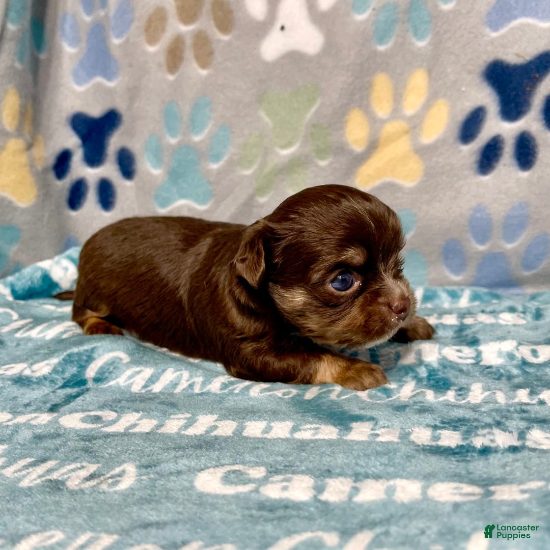 Chihuahua dogs for sale: Theodore Chocolate Lc - Image 6