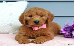 Goldendoodle dogs for sale: Cassie - Image 6