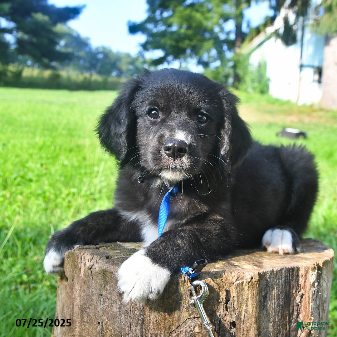 Golden Retriever dogs for sale: Rascal - Image 3