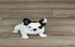 French Bulldog dogs for sale: French Bulldog 4 puppies - Image 1