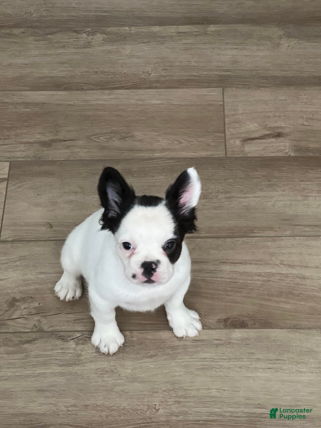 French Bulldog dogs for sale: French Bulldog 4 puppies - Image 1