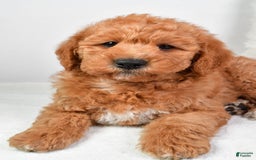  dogs for sale: Mini Labradoodle 7 puppies - Image 24