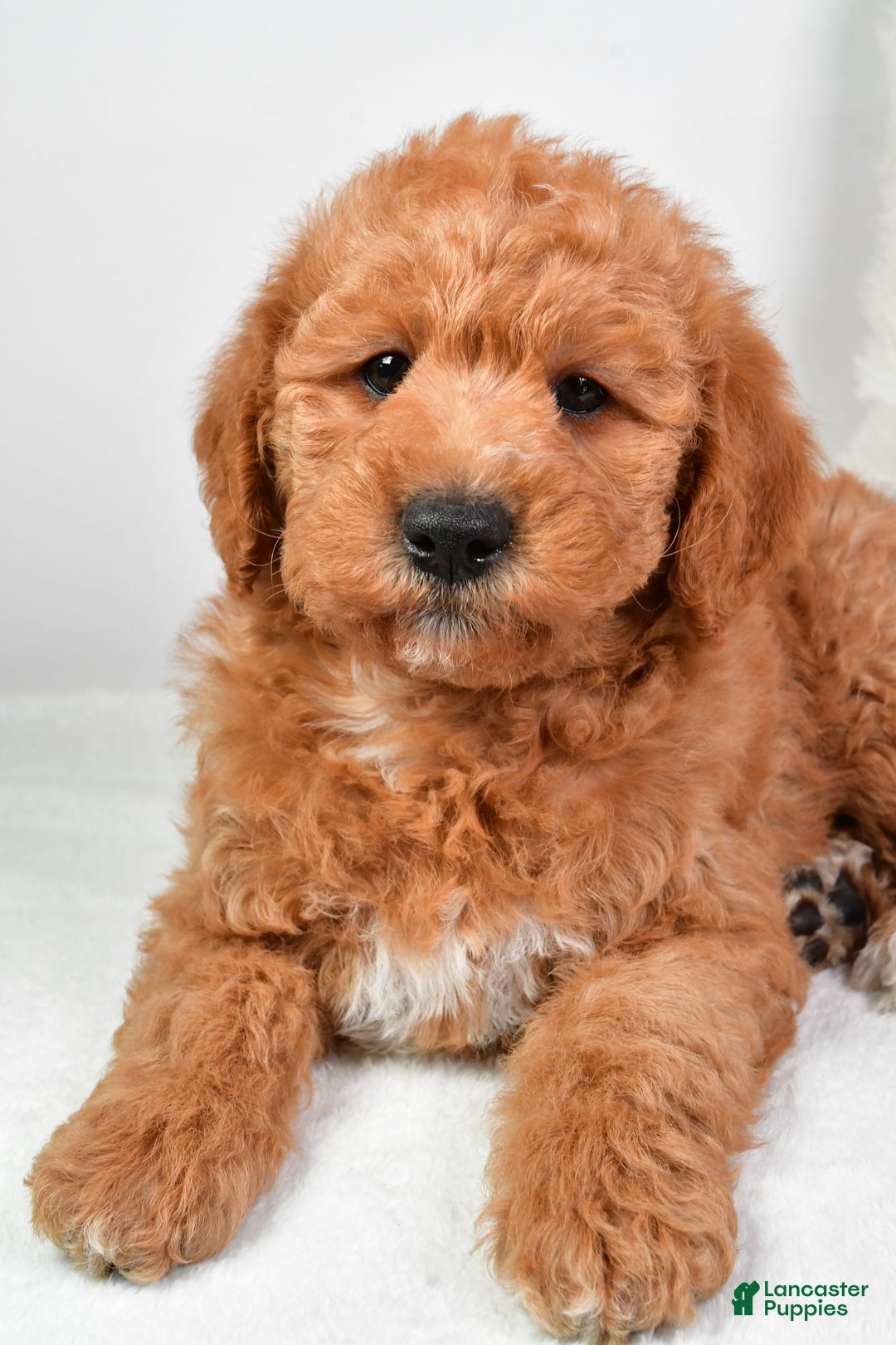  dogs for sale: Mini Labradoodle 7 puppies - Image 24