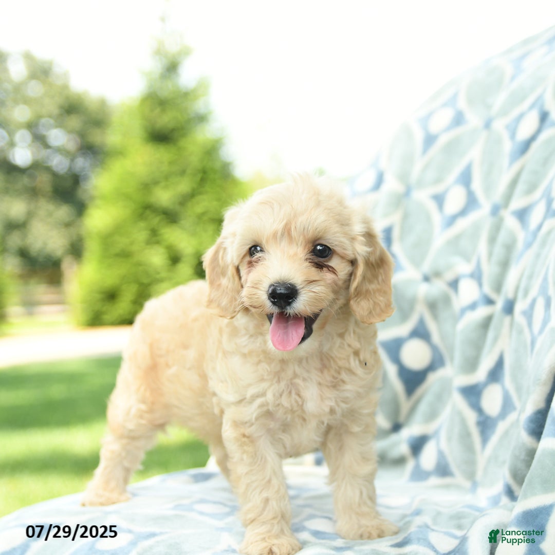 Cockapoo dogs for sale: Apple - Image 3