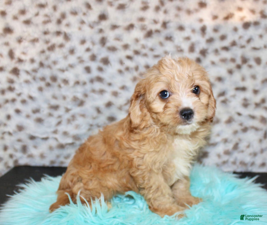 Cavapoo dogs for sale: Cavapoo 7 puppies - Image 10