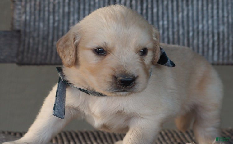 Golden Retriever dogs for sale - Ad 5