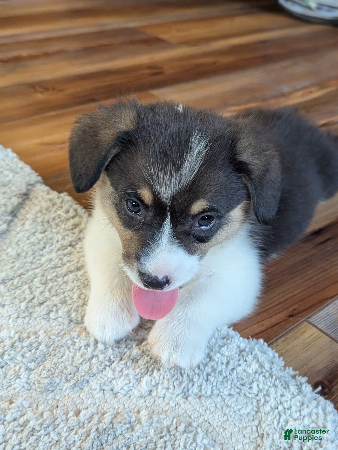 Welsh Corgi Pembroke dogs for sale: Jimmy - Image 5