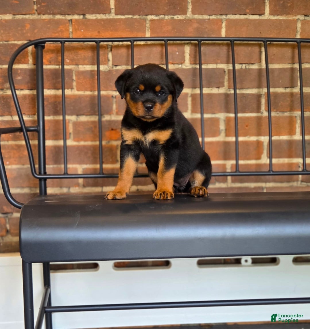 Rottweiler dogs for sale: Miss Green - Image 2