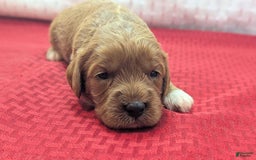 Cavapoo dogs for sale: Garrett - Image 7