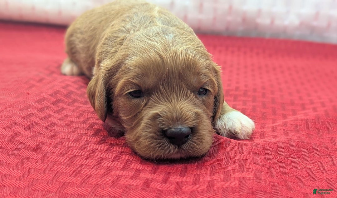 Cavapoo dogs for sale: Garrett - Image 7
