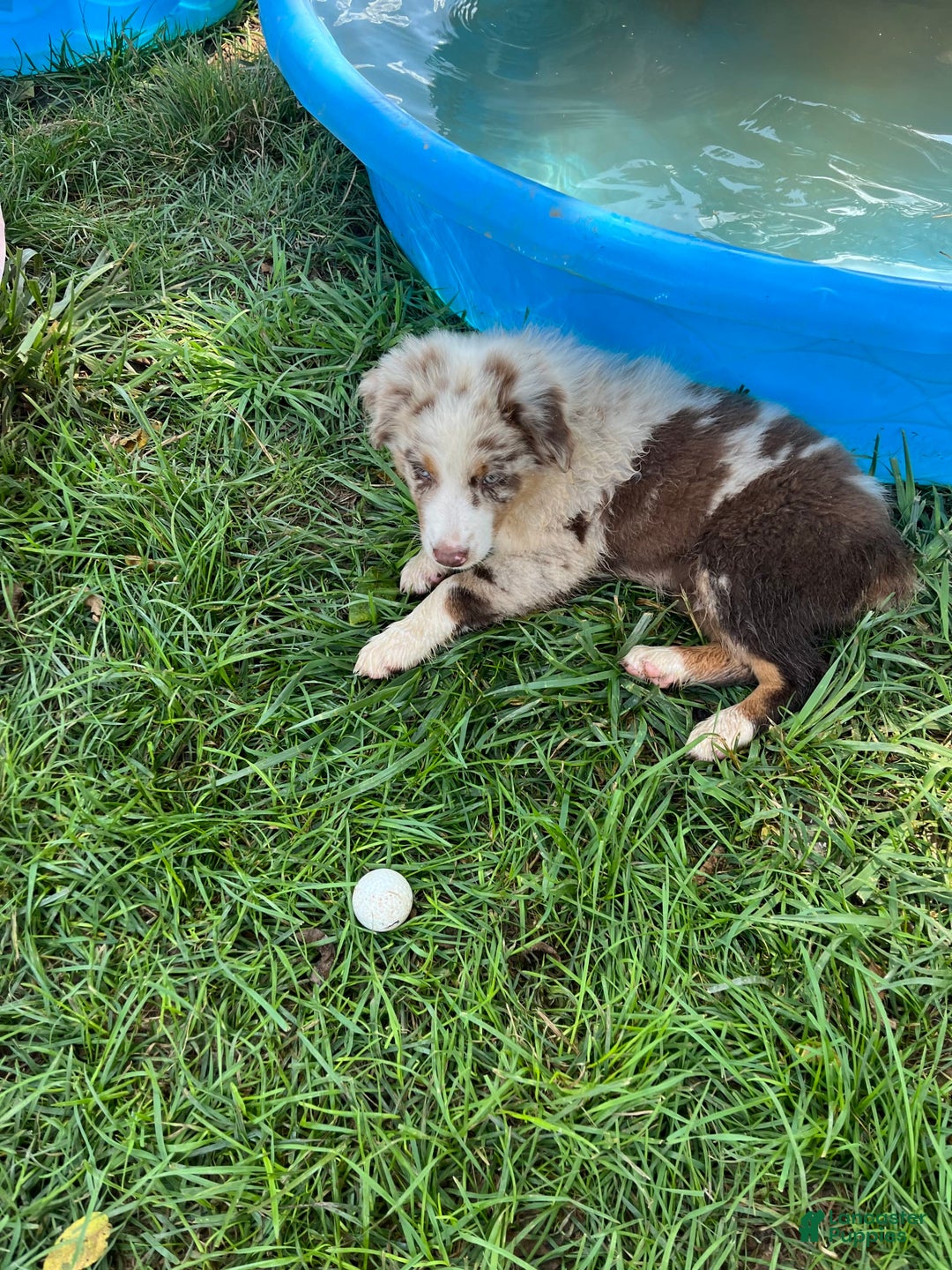 Australian Shepherd dogs for sale: Cash - Image 14