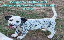 Dalmatian dogs for sale: Peppers Lt. Blue Girl - Image 15