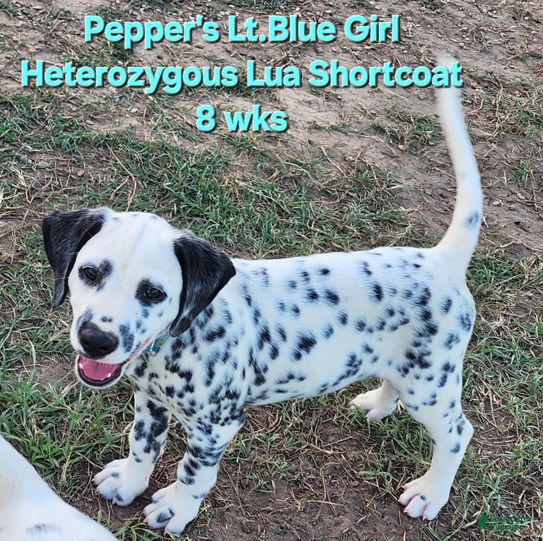 Dalmatian dogs for sale: Peppers Lt. Blue Girl - Image 15