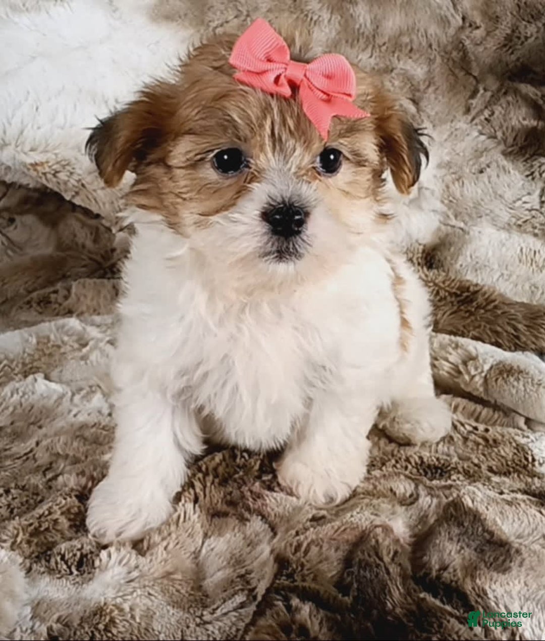 Teddy Bear dogs for sale: Tonya - Image 4