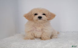 Maltipoo dogs for sale: Rebecca - Image 23