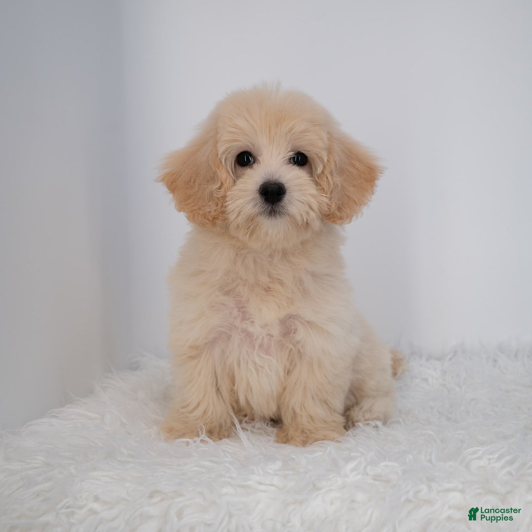 Maltipoo dogs for sale: Rebecca - Image 23