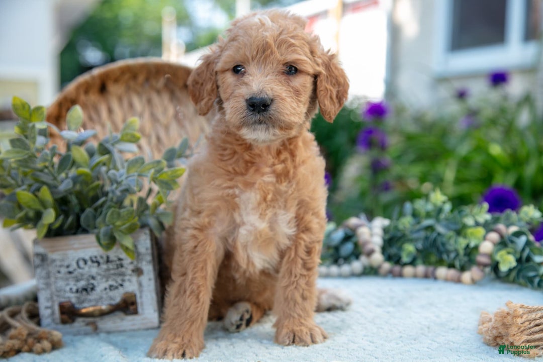 Goldendoodle dogs for sale: Trixie - Image 3