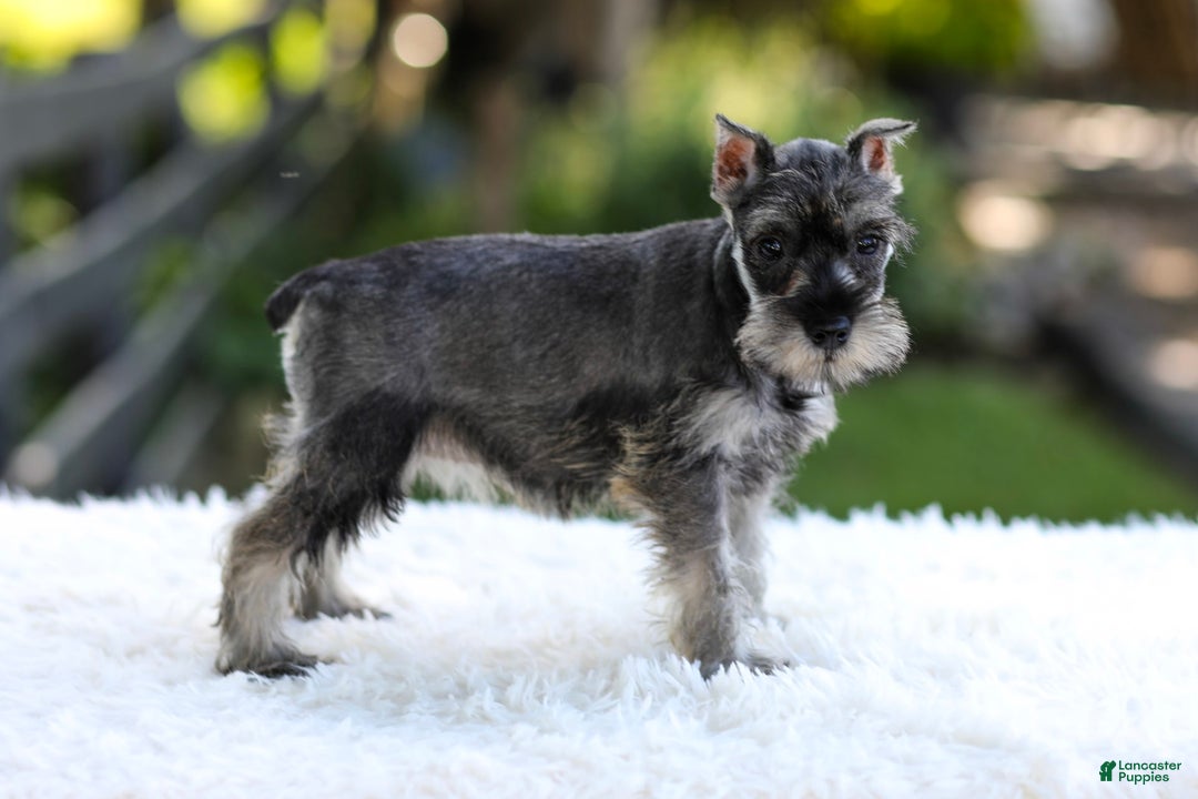 Miniature Schnauzer dogs for sale: Amber - Image 9