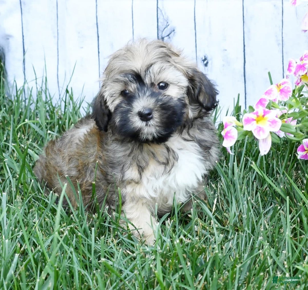 Havapoo dogs for sale: Colby - Image 3