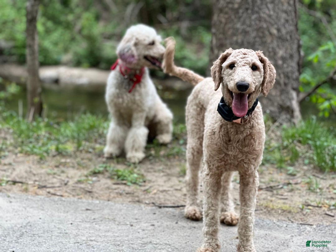 Goldendoodle dogs for sale: Multigenerational Mini Goldendoodles - Image 11