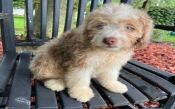 Mini Aussiedoodle dogs for sale: Sunny - Image 31