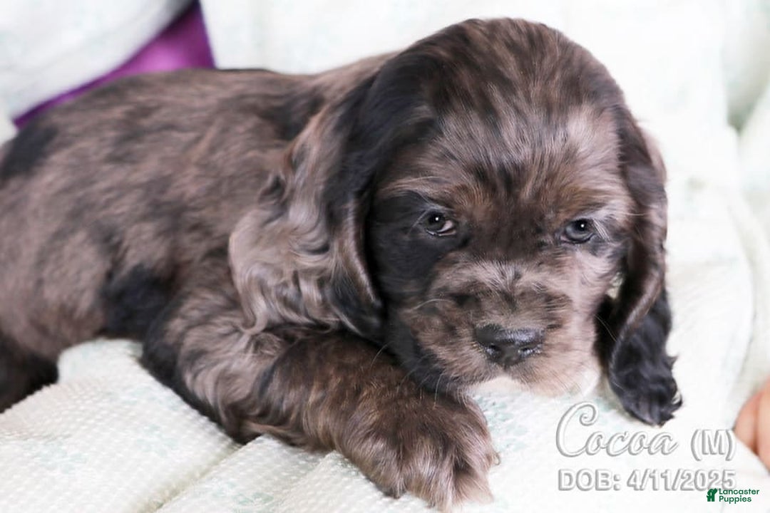 Cocker Spaniel dogs for sale: Cocoa - Image 2