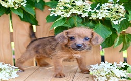 Jackapoo dogs for sale: Rosie - Image 4