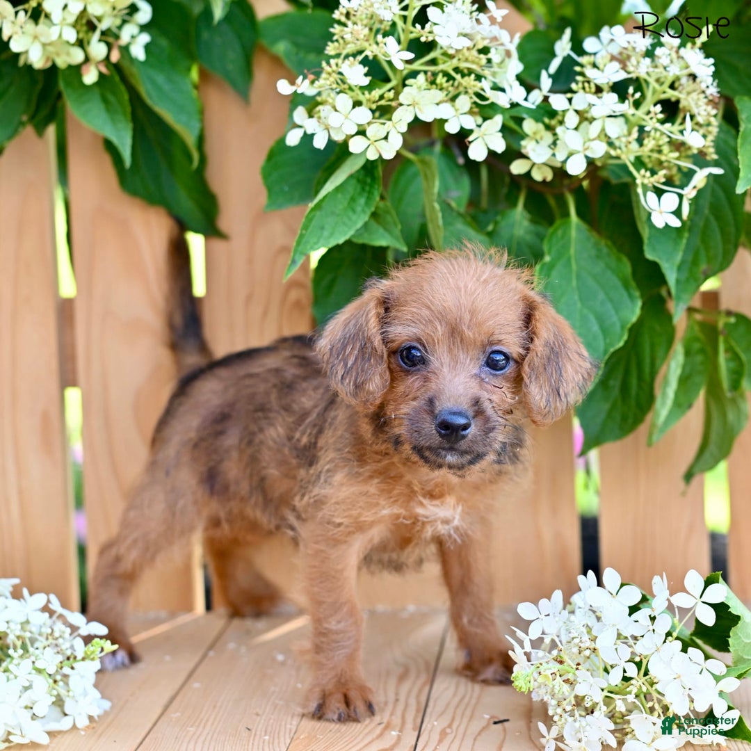 Jackapoo dogs for sale: Rosie - Image 4