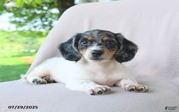 Miniature Dachshund dogs for sale: Galaxy - Image 3