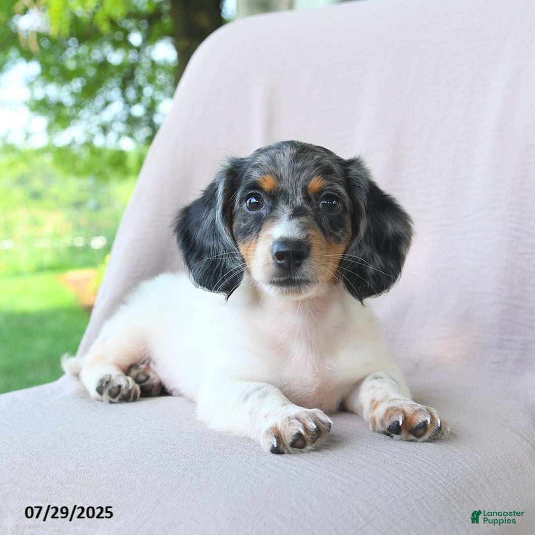 Miniature Dachshund dogs for sale: Galaxy - Image 3