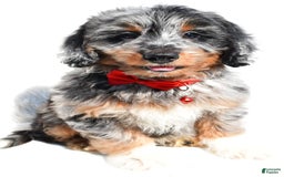 Mini Aussiedoodle dogs for sale: Elias - Image 6