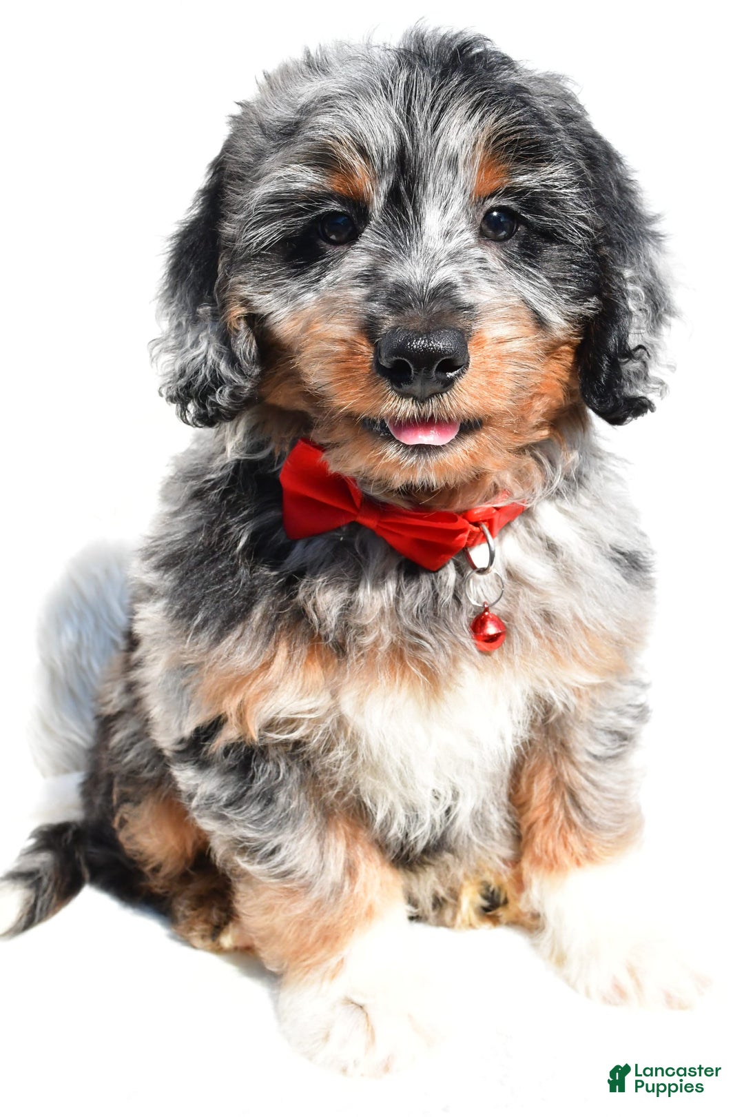 Mini Aussiedoodle dogs for sale: Elias - Image 6