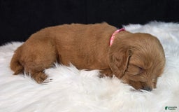 Goldendoodle dogs for sale: Rosie - Image 16