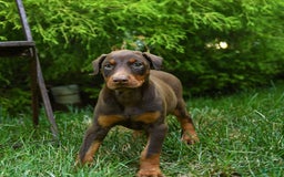 Doberman Pinscher dogs for sale: Petal - Image 10