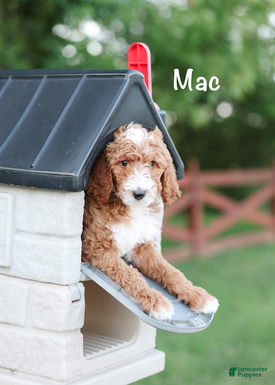 Standard Poodle dogs for sale: Mac - Image 3