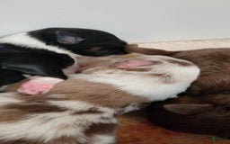 Australian Shepherd dogs for sale: Red Merle Female - Image 2