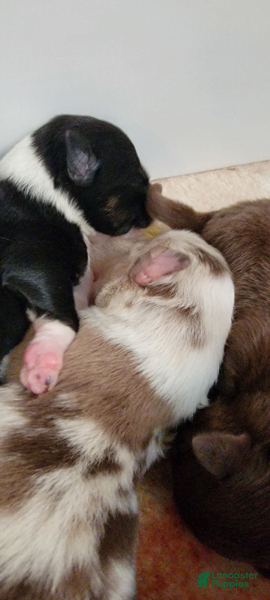 Australian Shepherd dogs for sale: Red Merle Female - Image 2