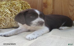 English Springer Spaniel dogs for sale: Matthew - Image 1