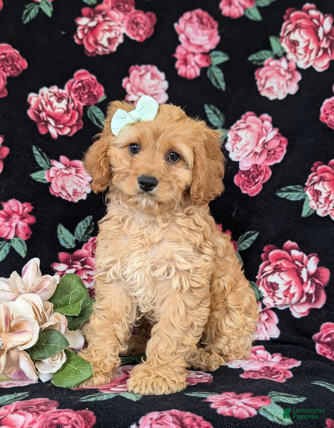 Cockapoo dogs for sale: Dora - Image 8