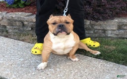 American Bully dogs for sale: Dutches - Image 7
