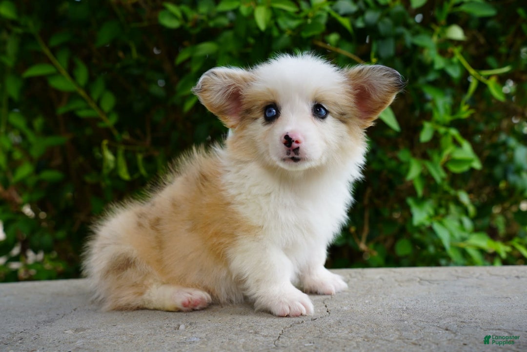 American Corgi dogs for sale: Copper - Image 2