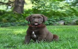 Labrador Retriever dogs for sale: Milo - Image 2