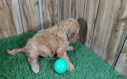 Cavapoo dogs for sale: Sprinkles Boy 1 - Image 4