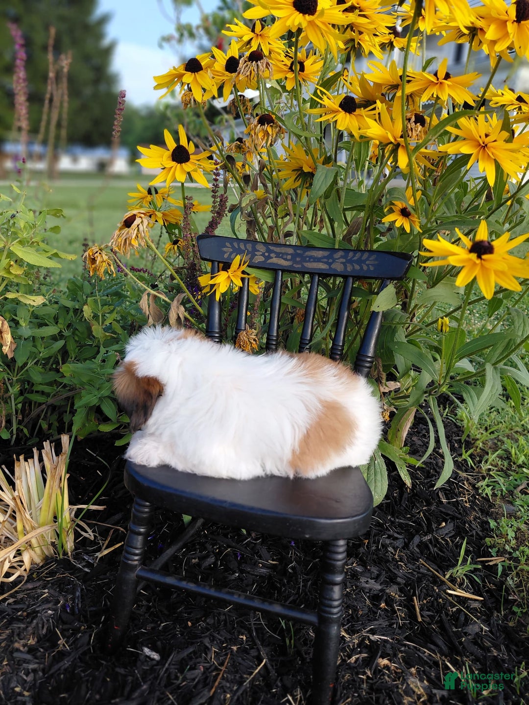 Shih Tzu dogs for sale: Fawn - Image 6