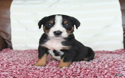 Greater Swiss Mountain Dog dogs for sale: Frances - Image 10
