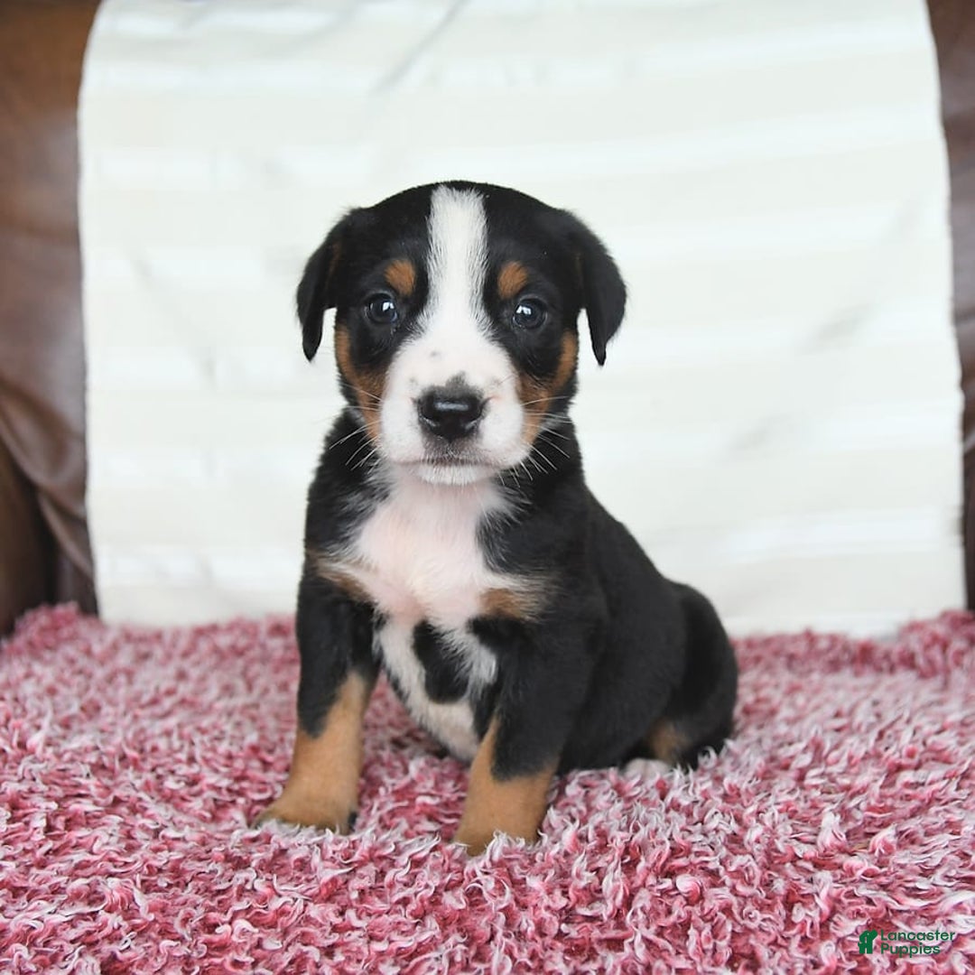 Greater Swiss Mountain Dog dogs for sale: Frances - Image 10